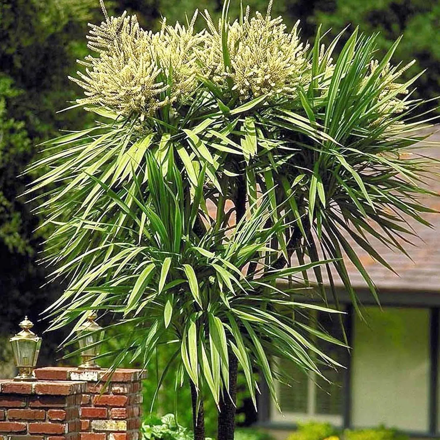 Cordyline indivisa - Blue Dracaena Palm - 5 Gallon