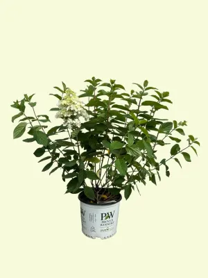 Fire Light® Panicle Hydrangea