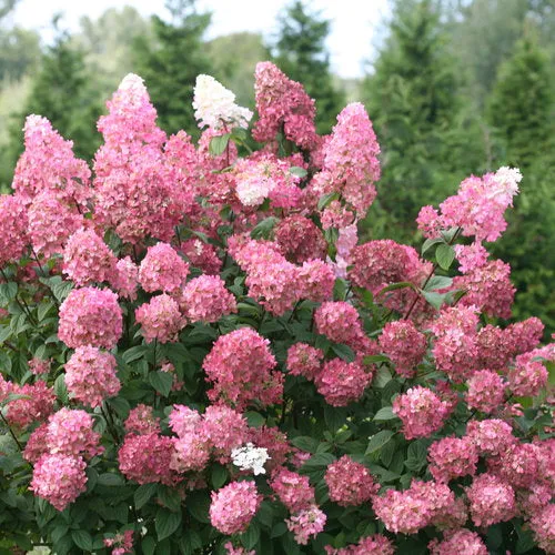 Fire Light® Panicle Hydrangea